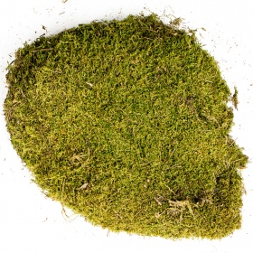 Terrario North King Natural Moss 25g